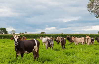 Imagem da notícia Agropecuária fecha 2024 com lucro de estimado em R$ 70,02 bilhões em MS